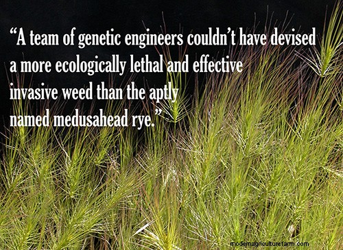 The Curse of Medusahead Rye