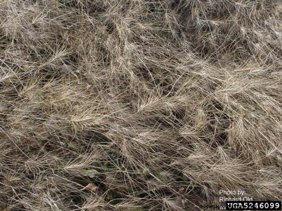 The Curse of Medusahead Rye