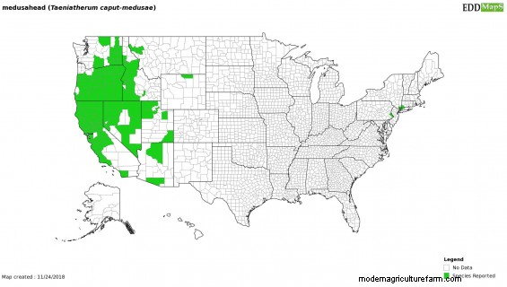 The Curse of Medusahead Rye