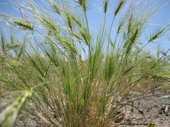 The Curse of Medusahead Rye