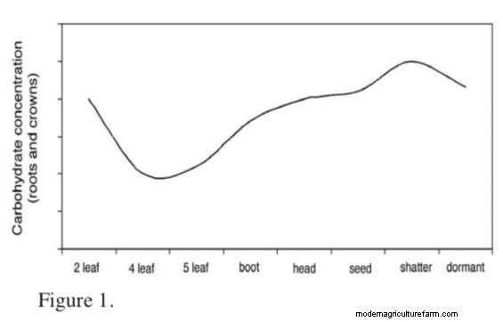 Carbohydrate Reserve Theory: What You Learned Might Be Wrong