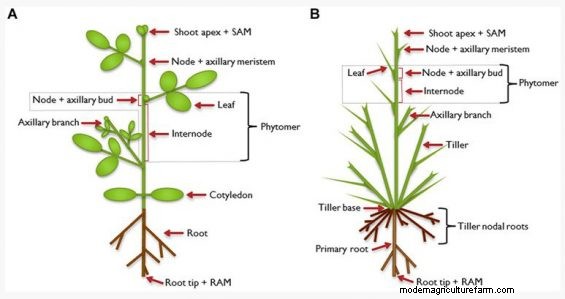 Carbohydrate Reserve Theory: What You Learned Might Be Wrong