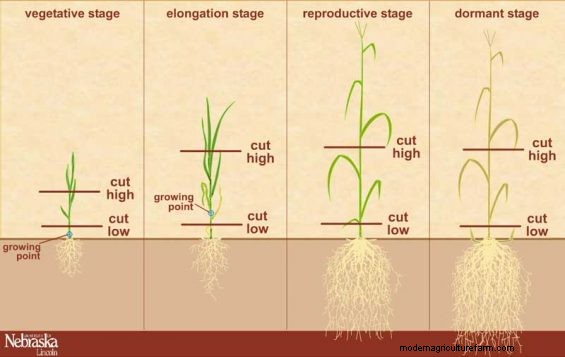 Carbohydrate Reserve Theory: What You Learned Might Be Wrong