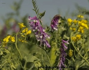 A Canadian Farmer’s Success Grazing Alfalfa