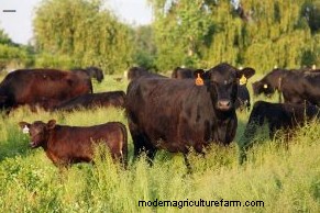 A Canadian Farmer’s Success Grazing Alfalfa