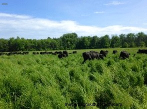 A Canadian Farmer’s Success Grazing Alfalfa