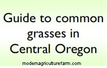 Guides for Identifying Pasture Grasses