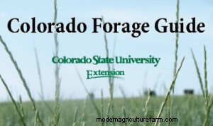 Guides for Identifying Pasture Grasses