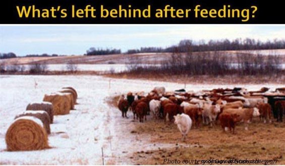 Feeding Hay to Improve Your Land – Part 6