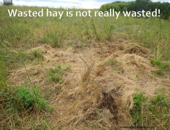 Feeding Hay to Improve Your Land – Part 6