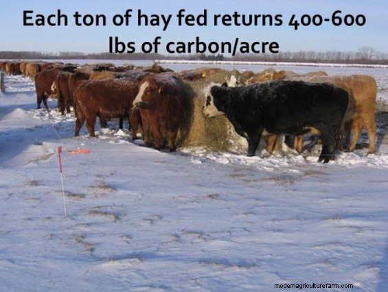 Feeding Hay to Improve Your Land – Part 6