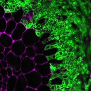 Discovery Helps Plants Make a Connection With Soil Fungi