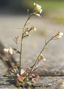 Discovery Helps Plants Make a Connection With Soil Fungi