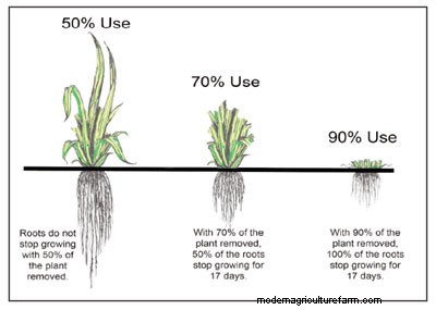 Best of OP – Great “Grass Farmers” Grow Roots