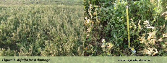 Answers to Reader Alfalfa-Related Questions – Fall Nutrition, Varieties, and Reseeding