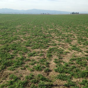 Answers to Reader Alfalfa-Related Questions – Fall Nutrition, Varieties, and Reseeding