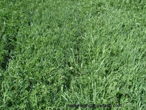 Answers to Reader Alfalfa-Related Questions – Fall Nutrition, Varieties, and Reseeding