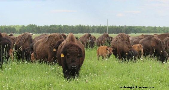 Bison Rancher Protects Great Lakes With Buffer Strips