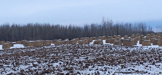To Unroll or Not to Unroll? What Gives the Most Bang for the Buck When Bale Grazing?