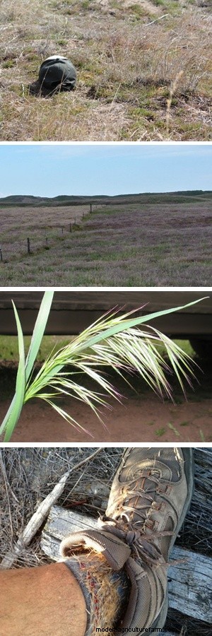 Managing Grazing to Target Cheatgrass and Other Weeds