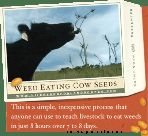 How to Teach Cows to Eat Weeds in Just 8 Hours Over 7 Days