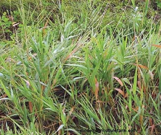 How to Choose a Grass Variety That Works for You