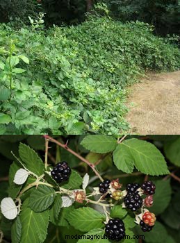 Finding Credence in a Clearcut Revival – Converting a Dying Forest Into Grazing Land