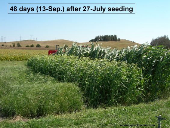 Has Dry Weather Got You Worried? Planting Annual Forages Can Provide Fall Feed