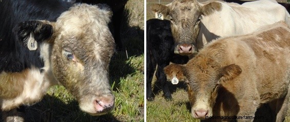 Updates on Projects to Manage Weeds and Turn a Dying Timber Stand Into Pasture