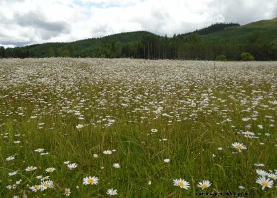Updates on Projects to Manage Weeds and Turn a Dying Timber Stand Into Pasture