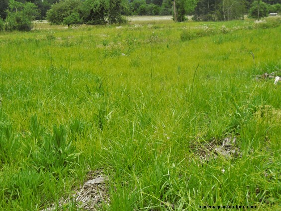 Updates on Projects to Manage Weeds and Turn a Dying Timber Stand Into Pasture