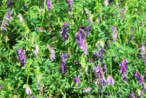 Grazing for Soil Health