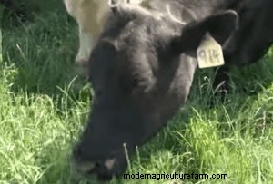 Grazing for Soil Health