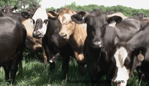 Grazing for Soil Health