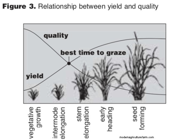 How to Time Your Grazing to Improve Plant Yield and Quality