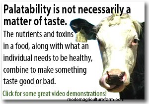 Cows Can Eat Multiflora Rose