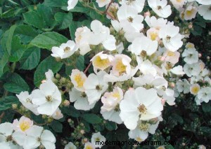 Cows Can Eat Multiflora Rose