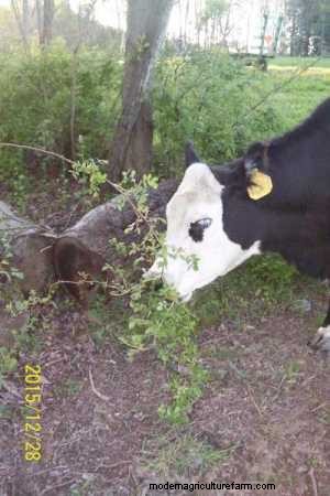 Cows Can Eat Multiflora Rose