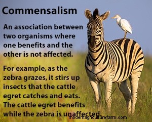 Hungry Plants Order Up Iron From Soil Microbes