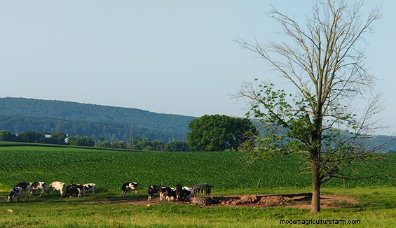 If it’s so great, why don’t we see silvopasture everywhere?