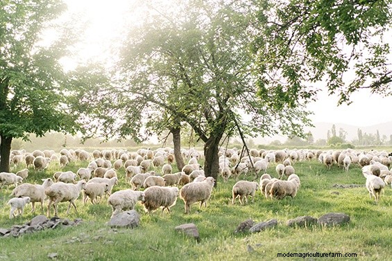 Year-Round Grazing Paradise (or at least moving towards that)