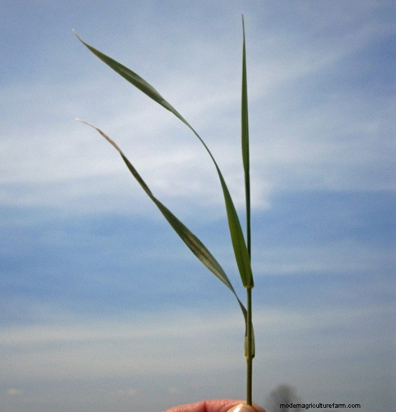 Soil Temps and Grass Growth – What’s happening now?