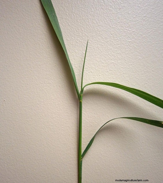 Soil Temps and Grass Growth – What’s happening now?