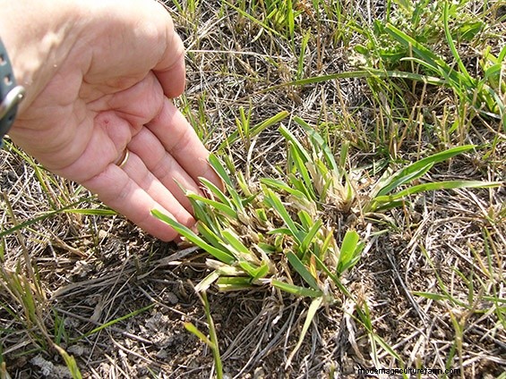 When your plants talk, listen!