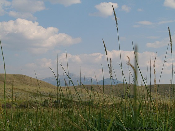When your plants talk, listen!