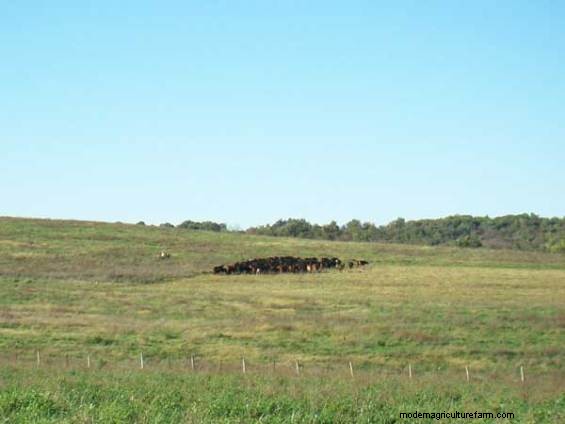 One Grazier’s Experience With Ultra-High Stock Density Grazing