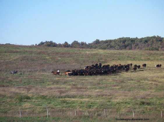 One Grazier’s Experience With Ultra-High Stock Density Grazing