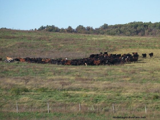 One Grazier’s Experience With Ultra-High Stock Density Grazing