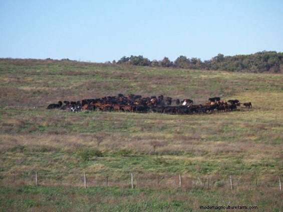 One Grazier’s Experience With Ultra-High Stock Density Grazing