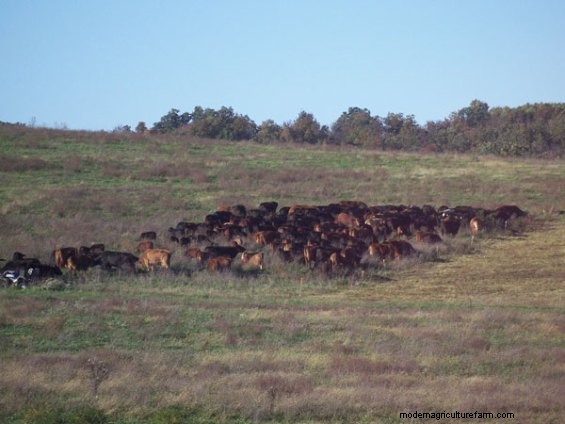 One Grazier’s Experience With Ultra-High Stock Density Grazing